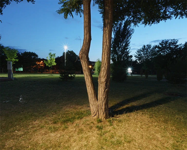2_Tree 2_Tree
